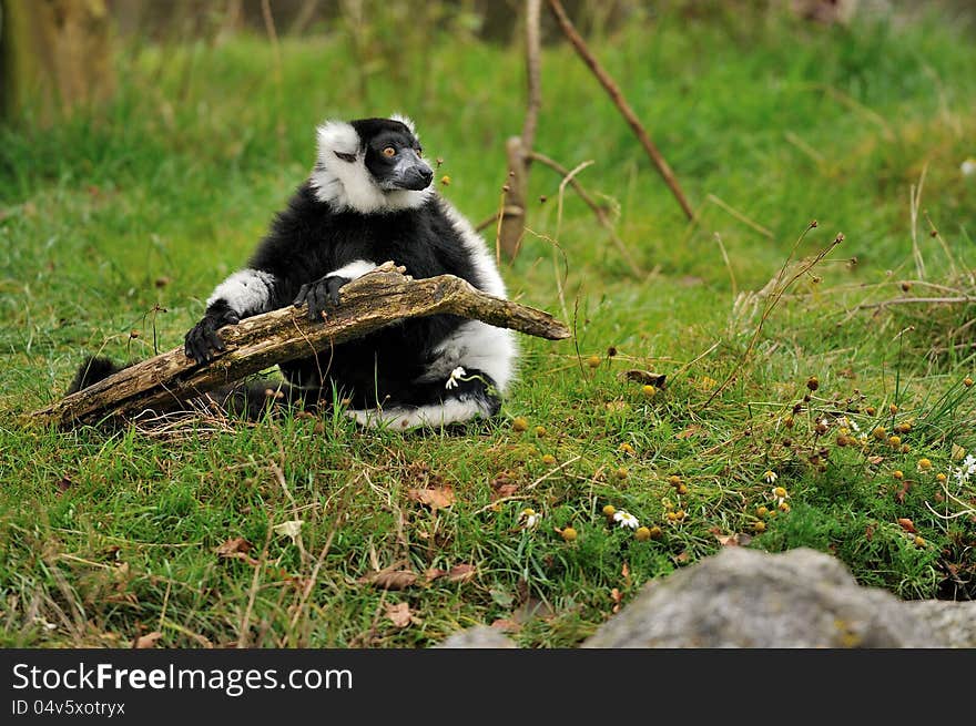 A black and white ruffed lemur holding a stick looking into the distance.