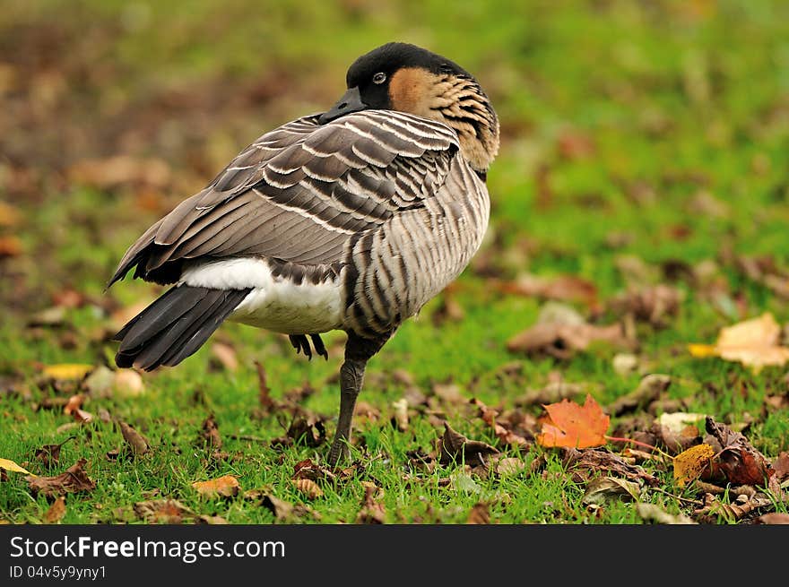 Nene, a hawaiian goose scratching its back with its beak.