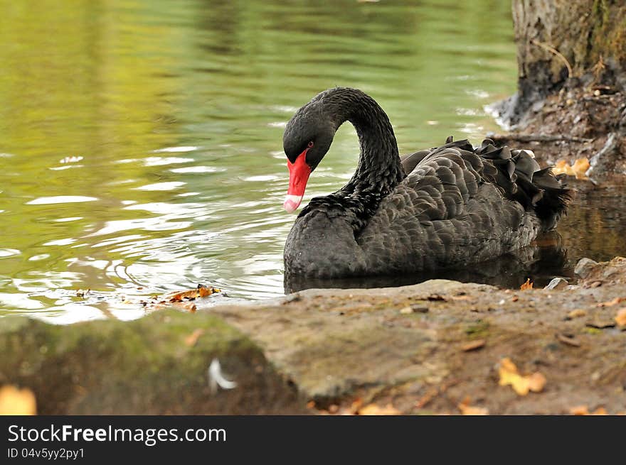 A black swan by the shore, looking down at its reflection in the water.