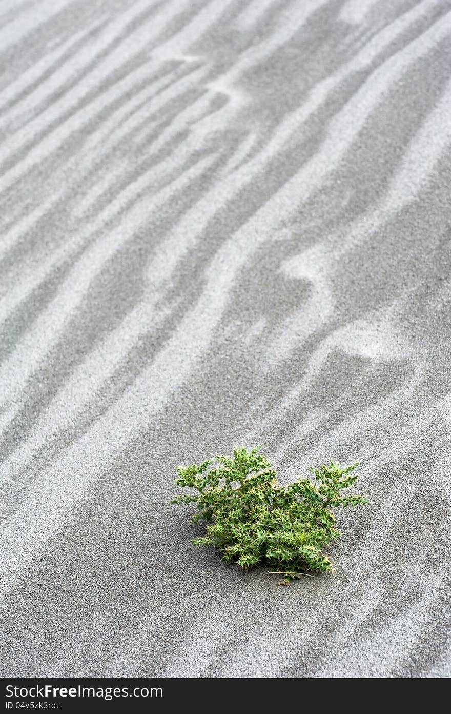 Sand Dune In Desert With Growing Cactus