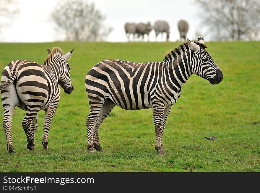 Two zebras with a herd in the background