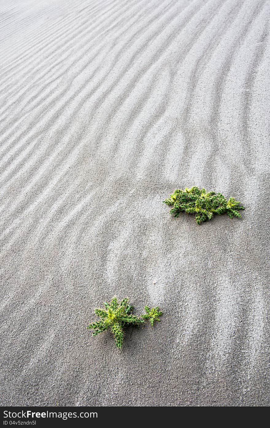 Abstract texture of sand dune in desert with growing cactus flower