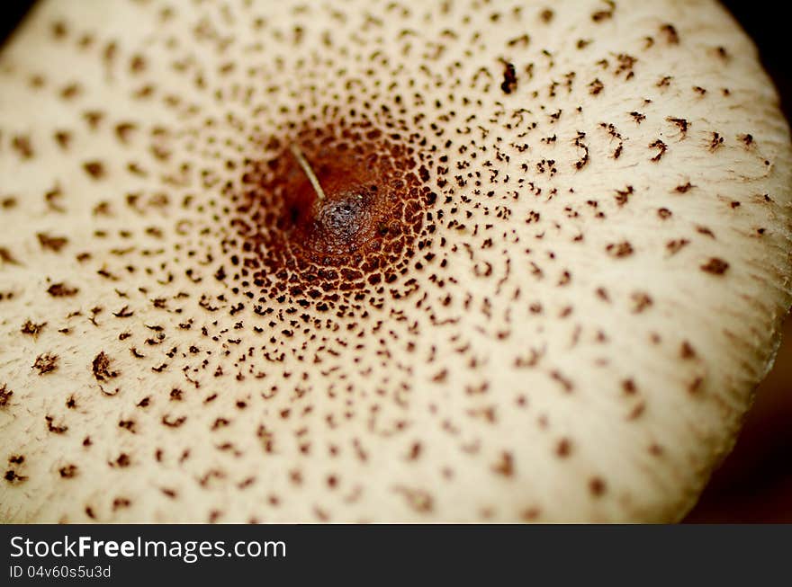 Top view of full bloom mushroom.