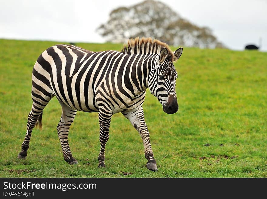 A lone zebra walking with a sad expression. A lone zebra walking with a sad expression.