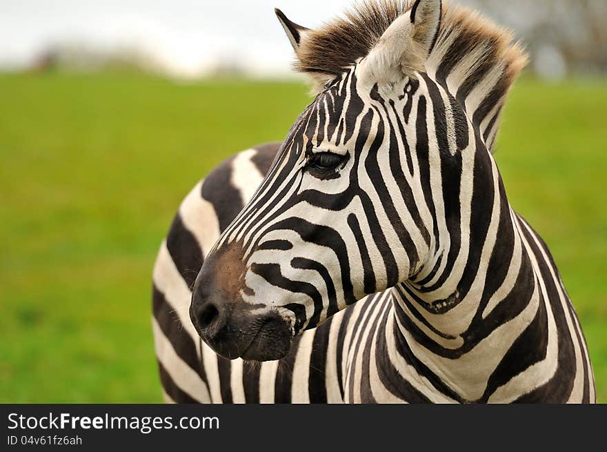 A zebra s portrait