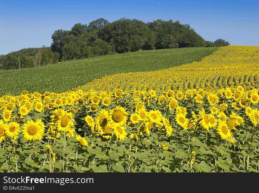 Sunflowers growing alongside other crops in the South of France on a clear sunny day. Sunflowers growing alongside other crops in the South of France on a clear sunny day