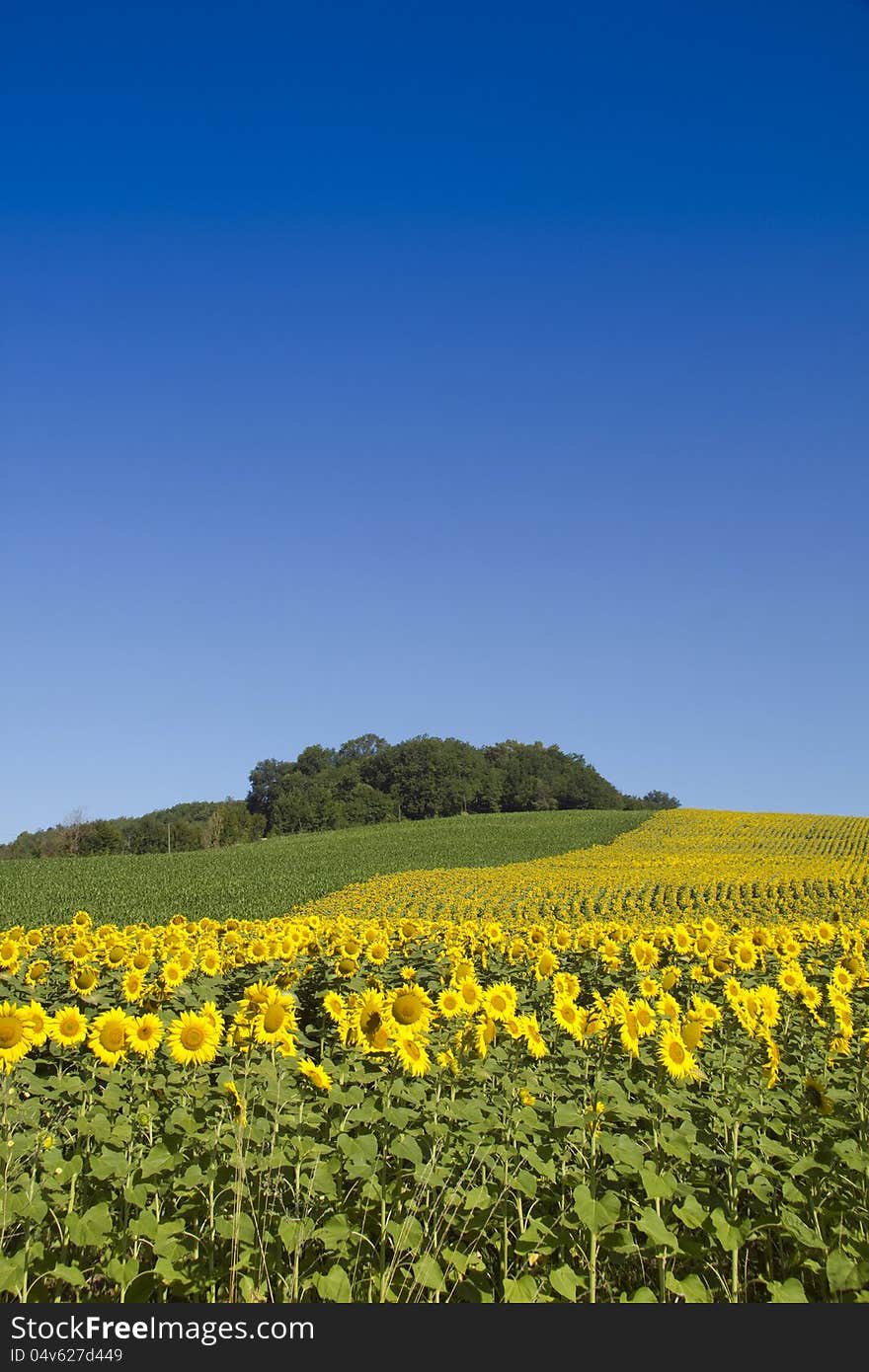 Sunflower field