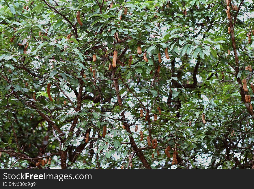 Tamarind tree with plenty of Tamarind pod ready to harvest.