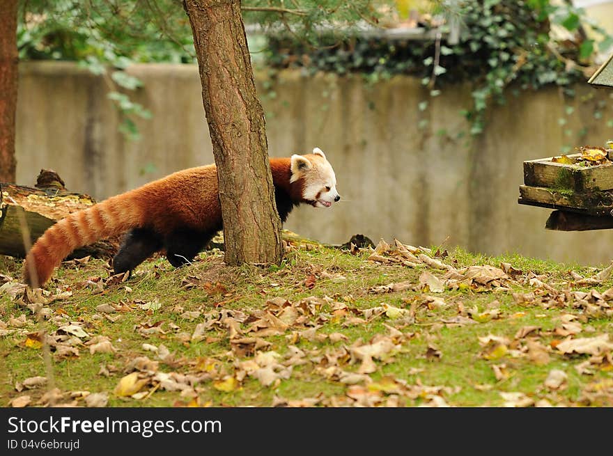 A red panda walking on the leaf covered grass.