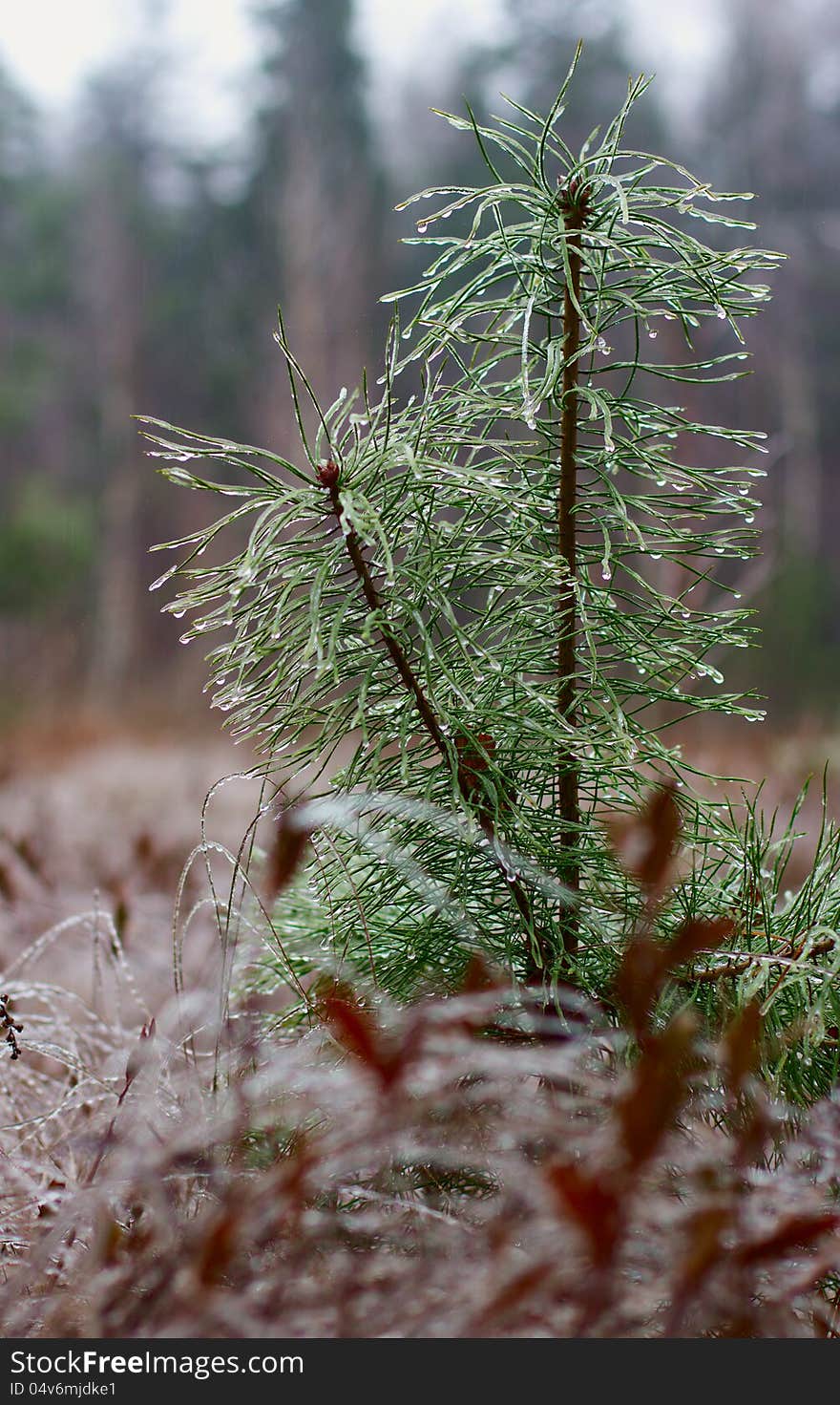 Pine branch in icicles