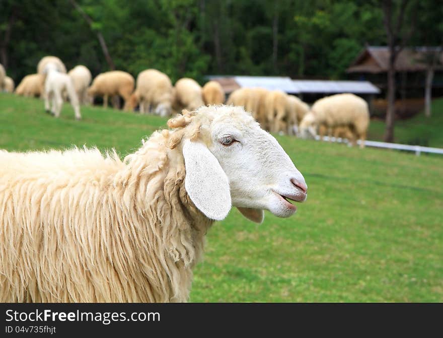 Close up sheep in field with sheep background