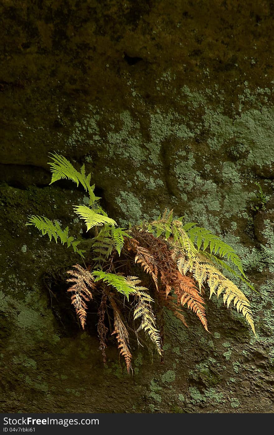 Autumn fern on a sandstone rock. Autumn fern on a sandstone rock