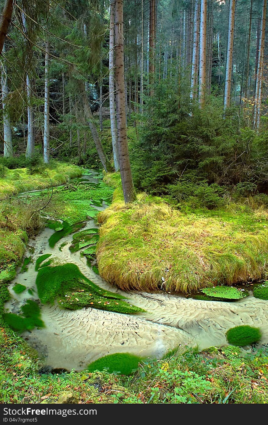 Forest Stream