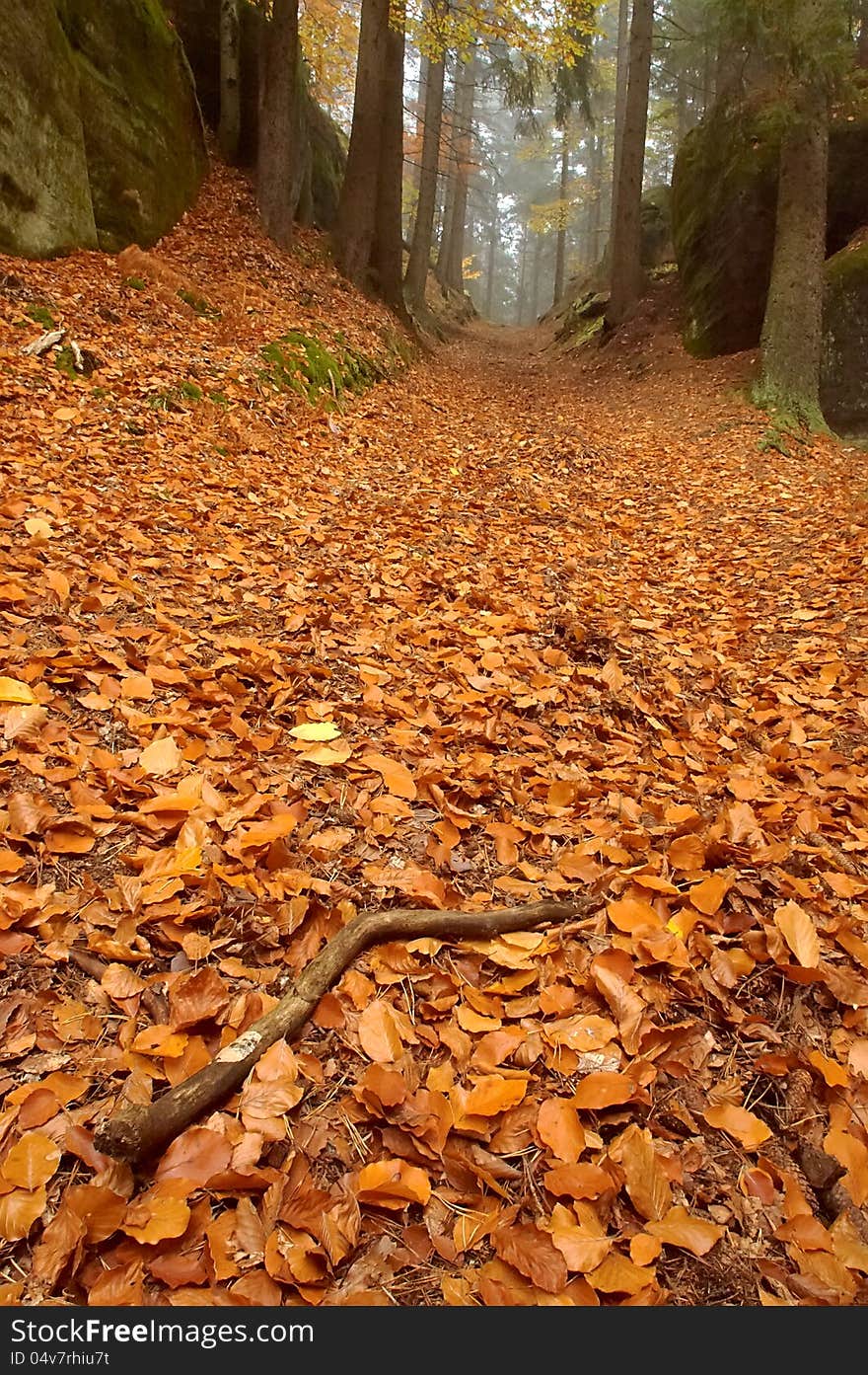 Autumn forest road with tree. Autumn forest road with tree