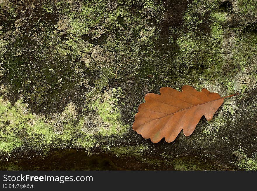 Brown oak leaf on stone