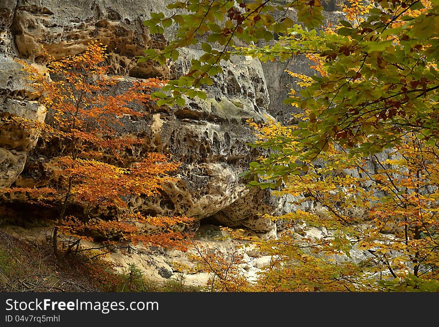 Autumn tree on sandstone rocks with branches. Autumn tree on sandstone rocks with branches