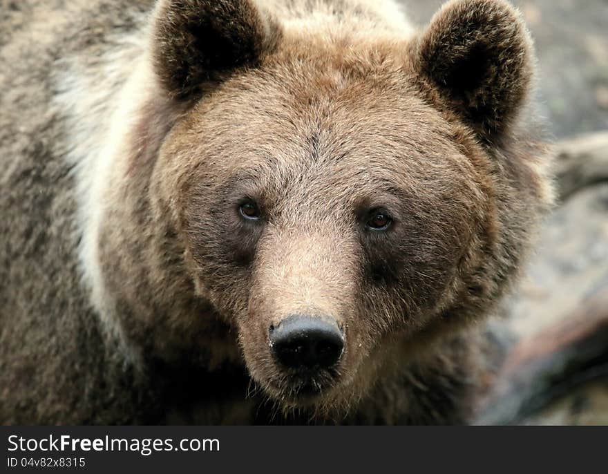 Brown bear