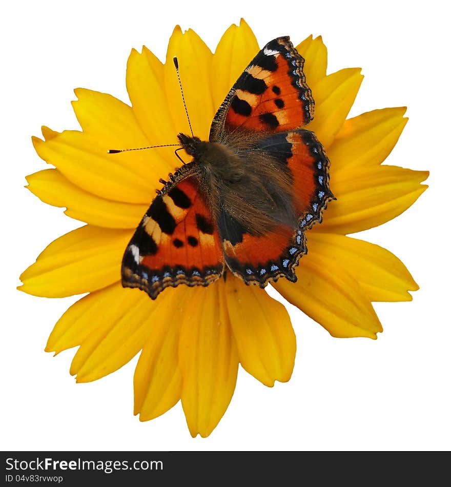 The small tortoiseshell on a yellow flower. Isolated on white background.