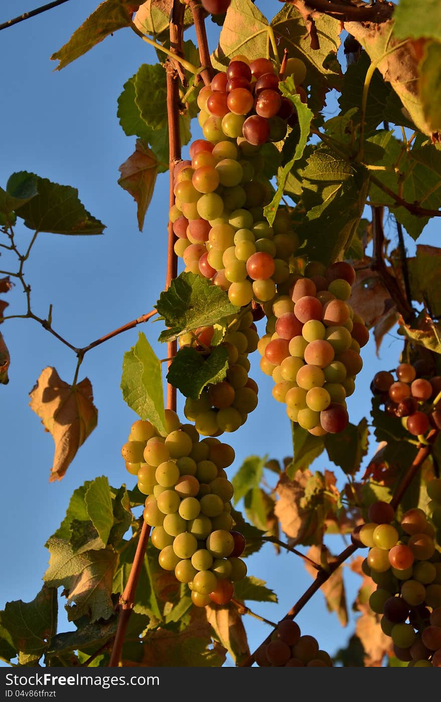 Cluster of grapes