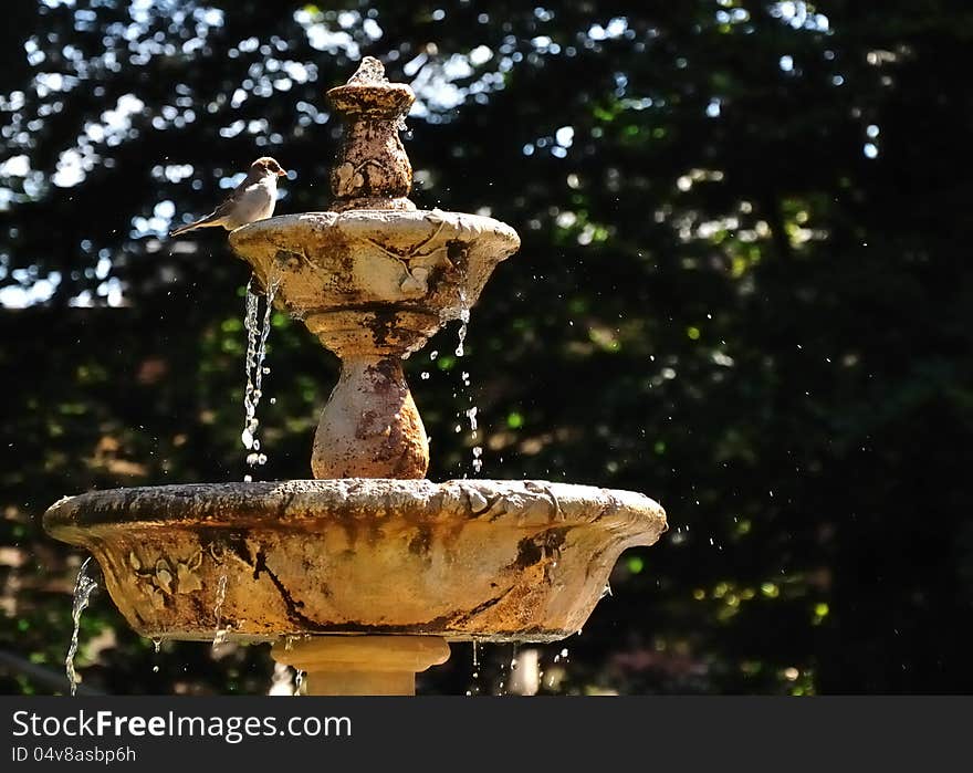 A common sparrow playing in a water fountain. A common sparrow playing in a water fountain.