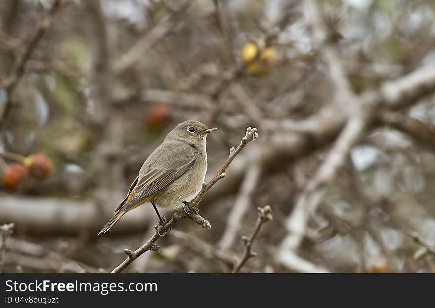 Black redstart is perching on a tree branch