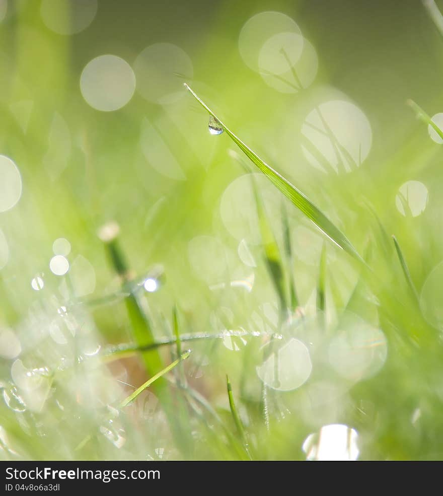 Natural green background with selective focus. Natural green background with selective focus