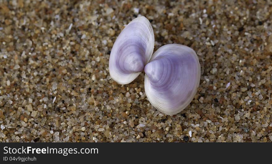 Purple shells on a beach.