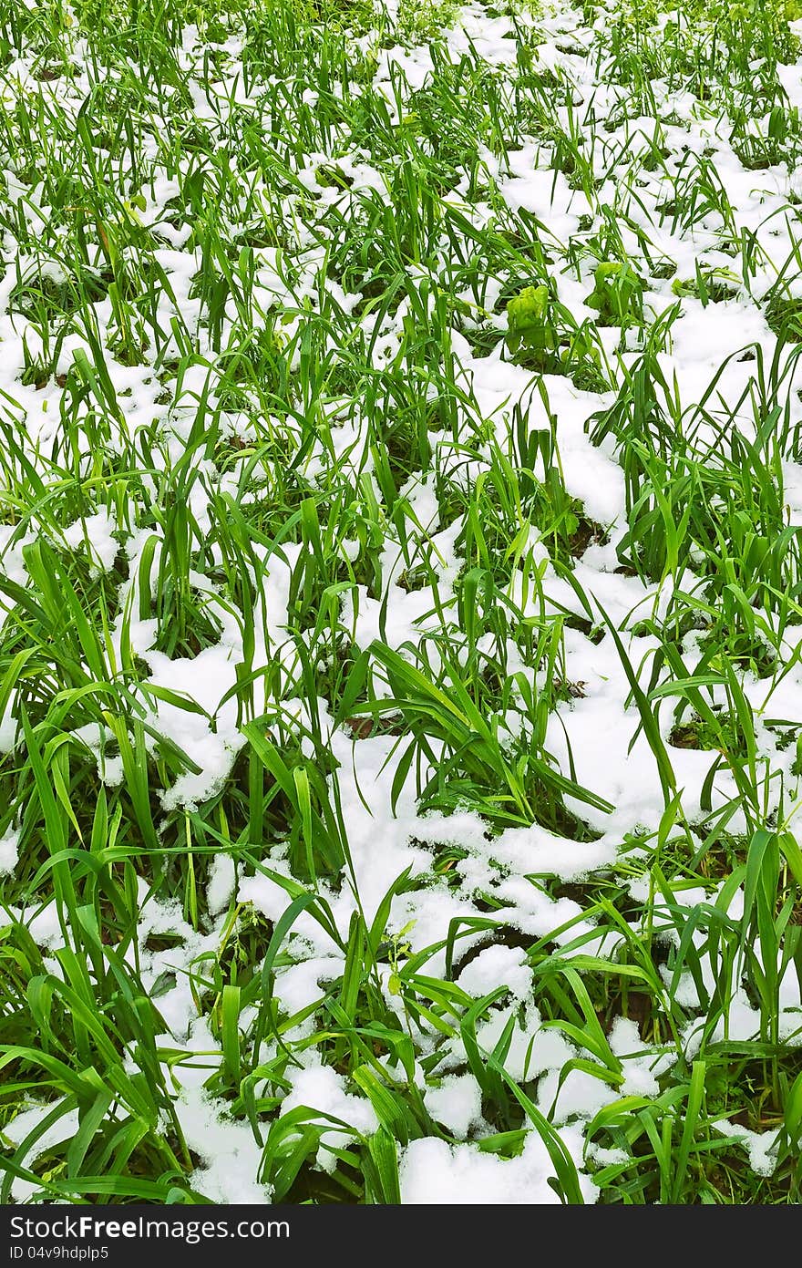 Green grass after autumn snowfall. Green grass after autumn snowfall