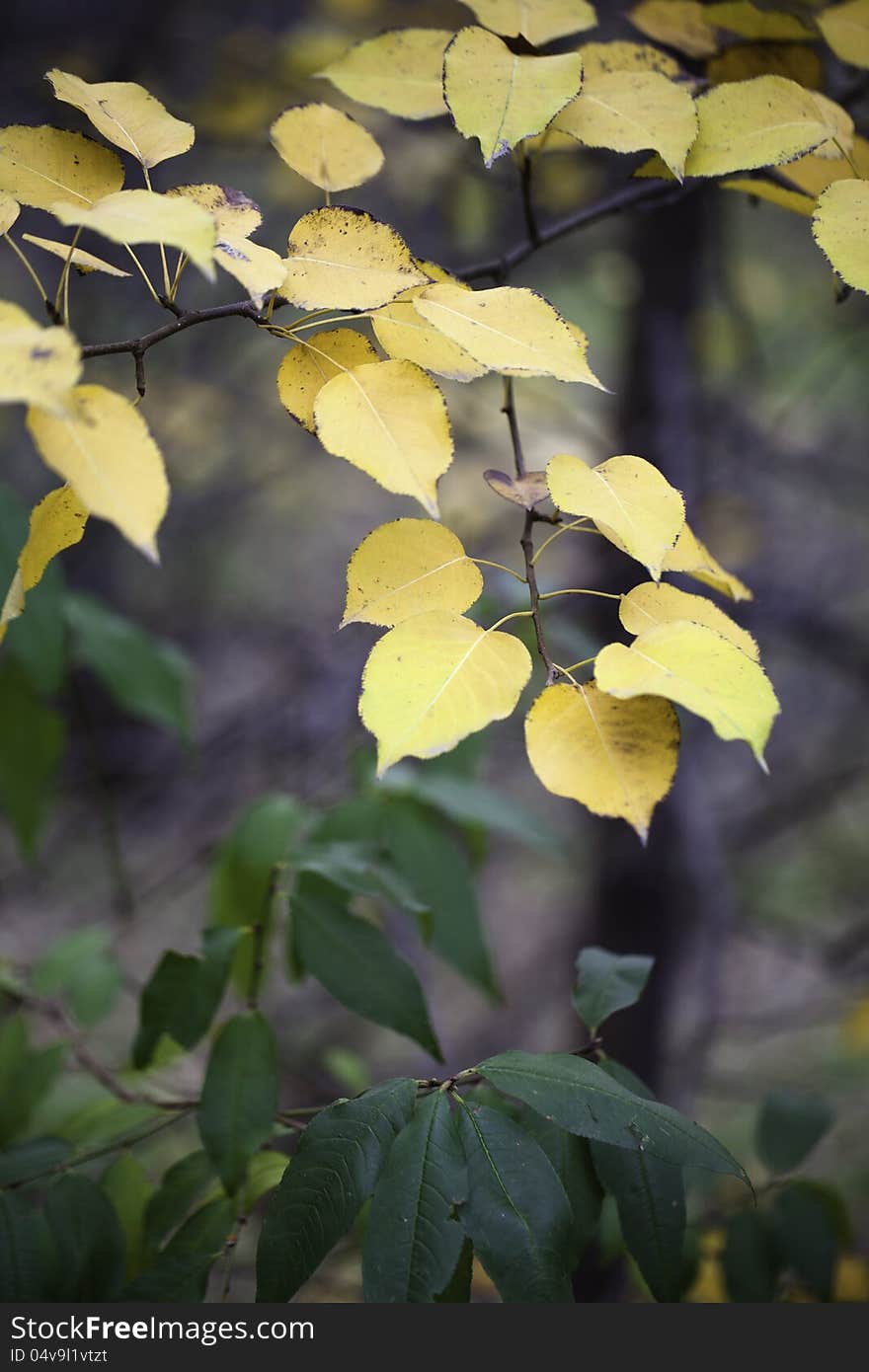 Autumn leaves