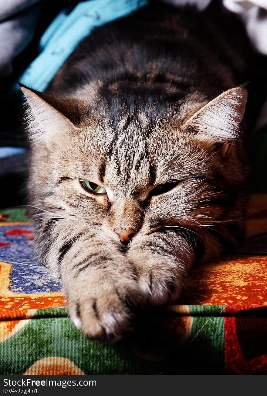 Beautiful cat relaxing on sofa