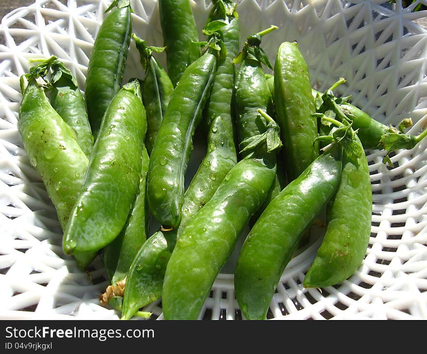 Fresh green pods of peas lay in a plate