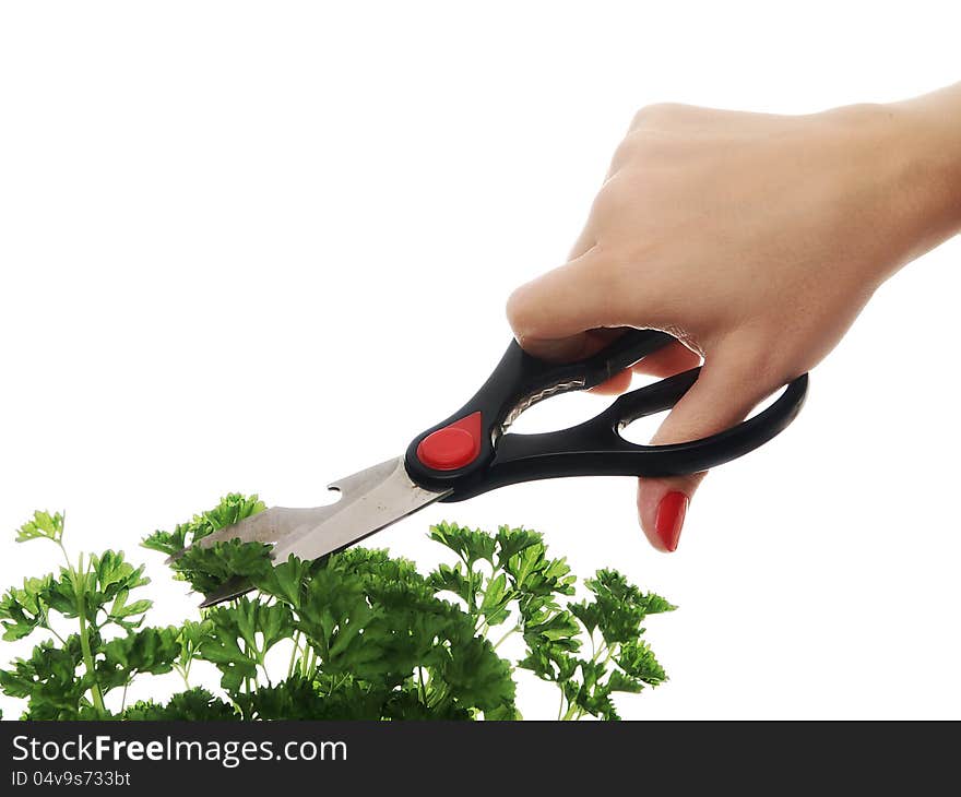 Woman hand with scissors cuting persley. Woman hand with scissors cuting persley