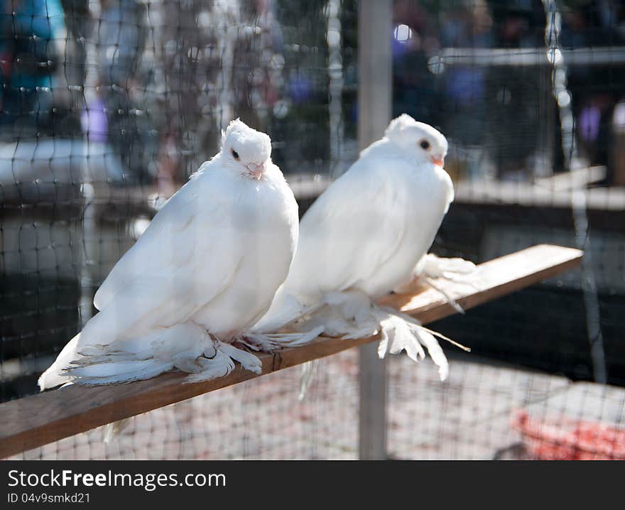 Two white decorative pigeon sitting on a perch