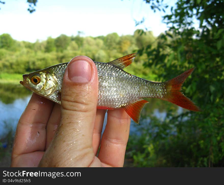 The image of caught rudd in the hand