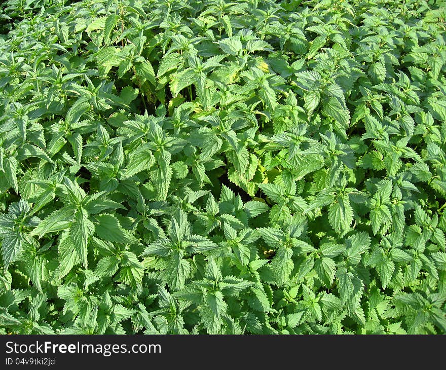 Undergrowth Of Cruel Nettle