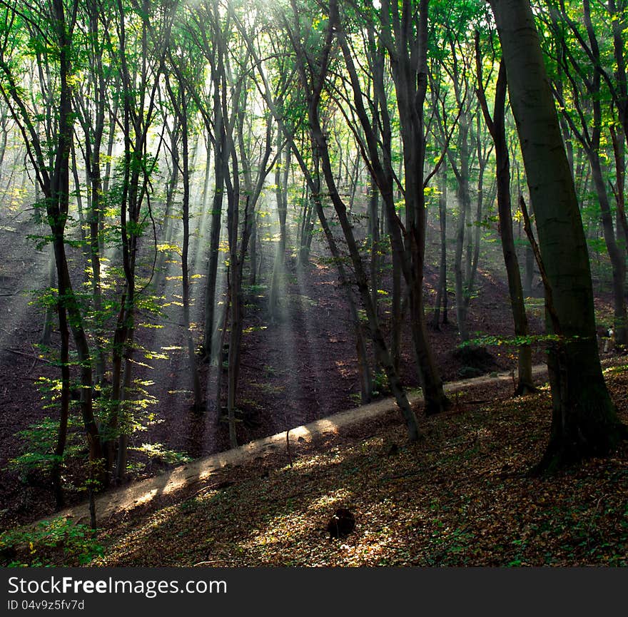 Light beam in a deep forest, in Hungary