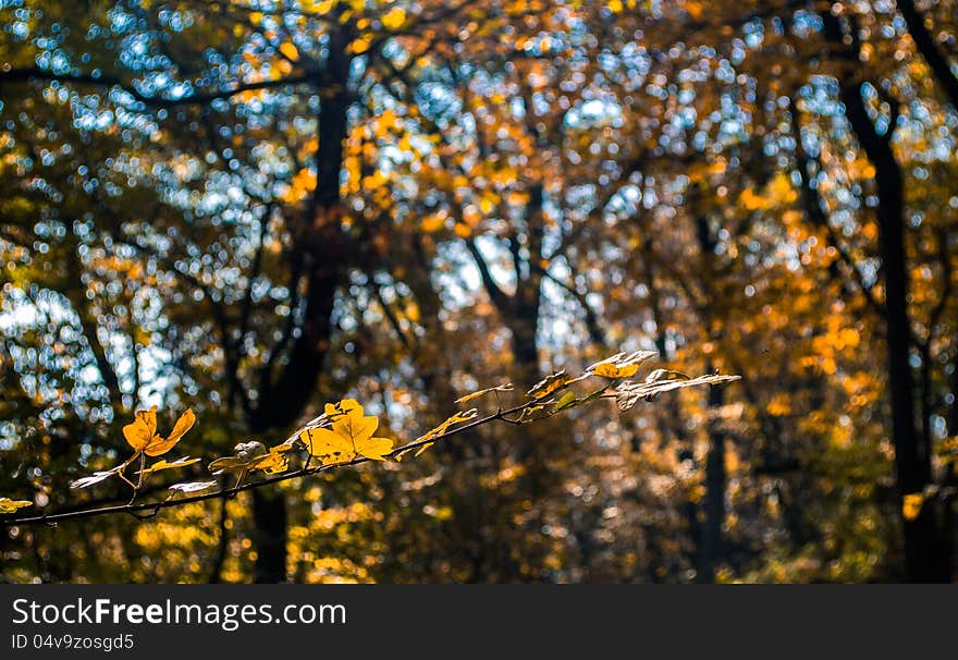 Yellow forest