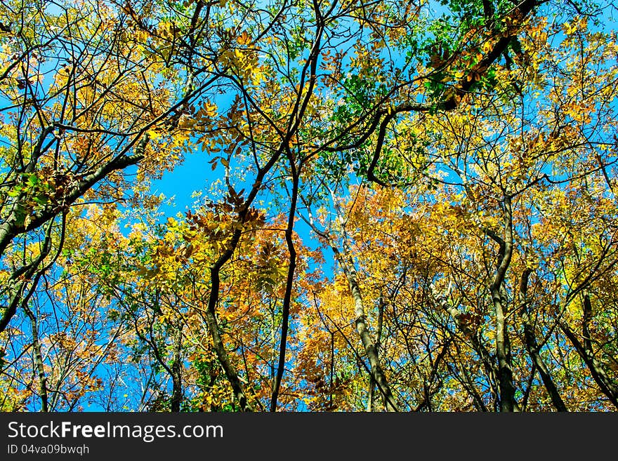 Autumn forest