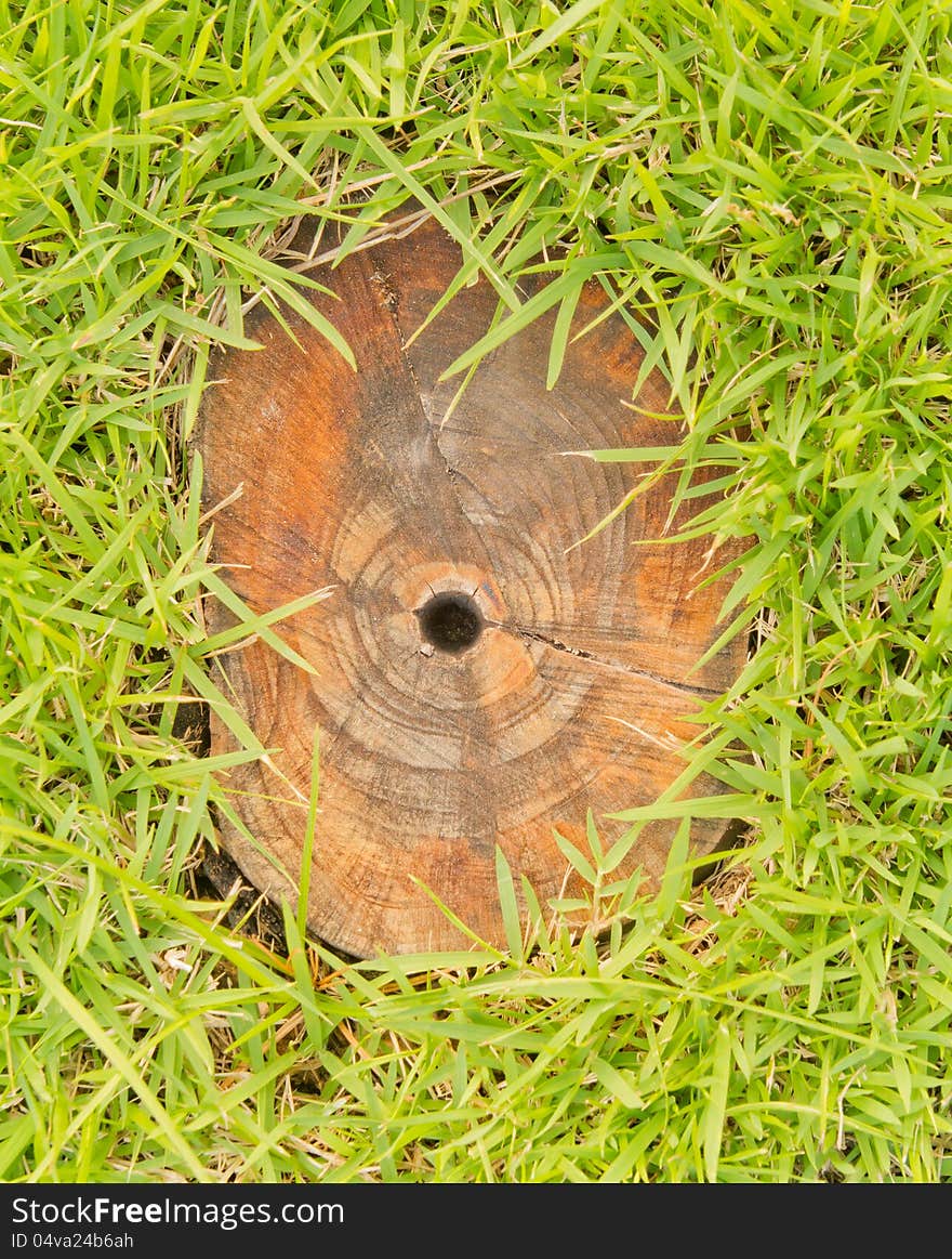 Stump in green grass.