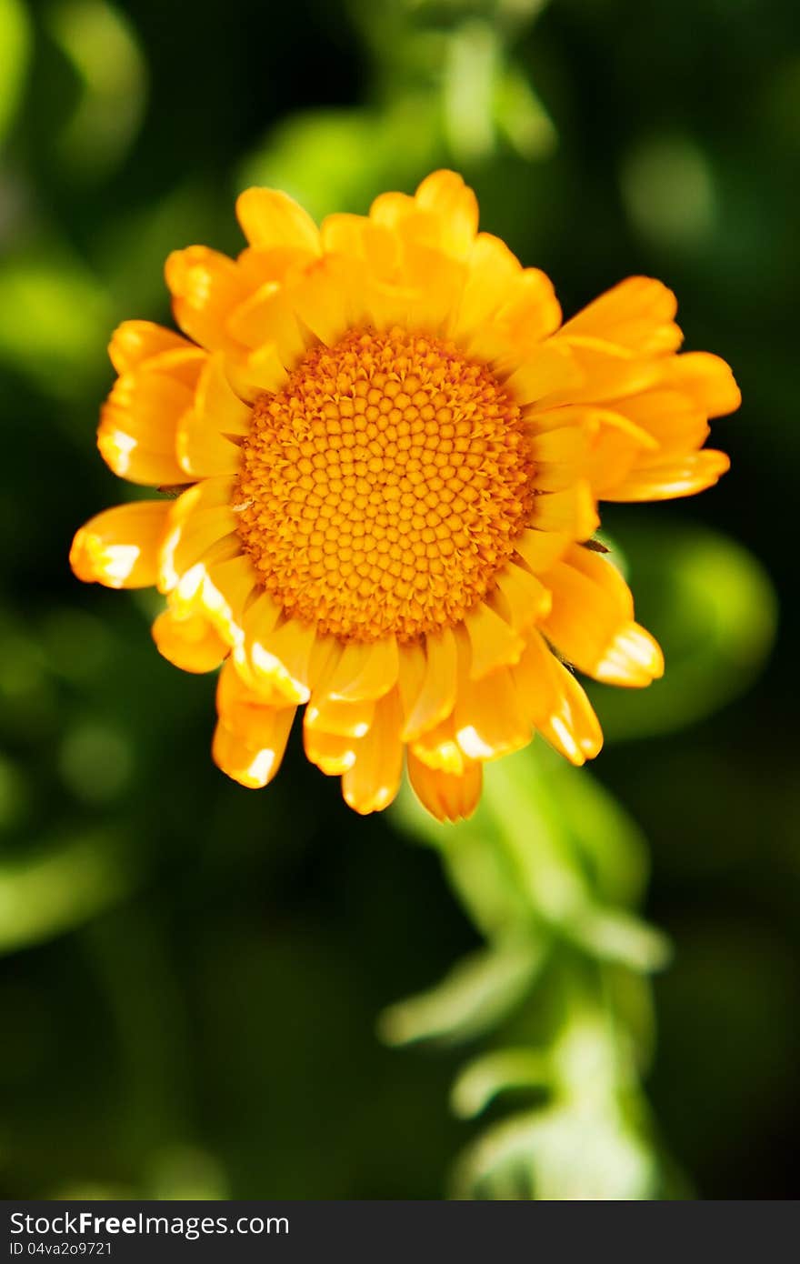 Orange flower on a green