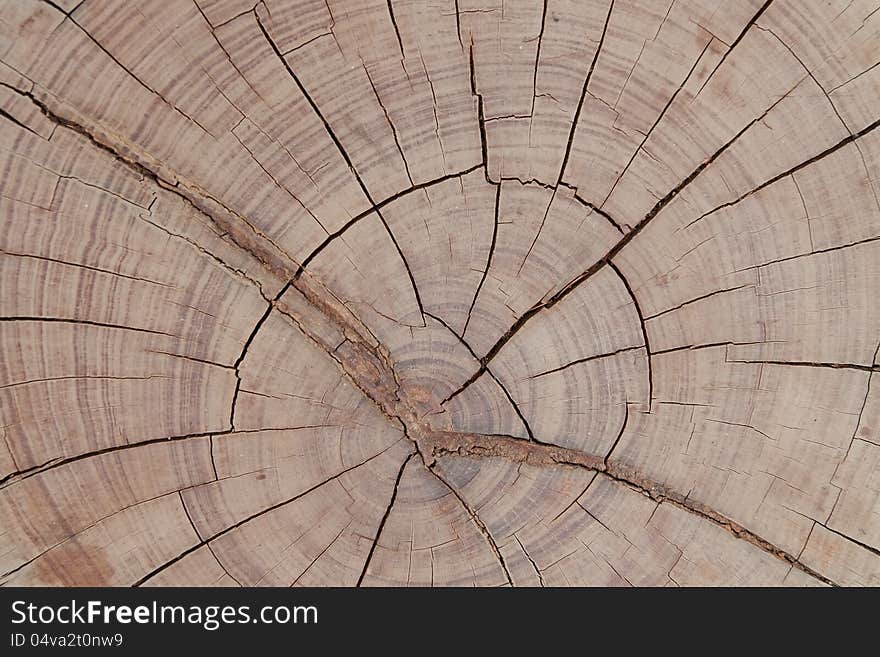 Texture of stump for your background. Texture of stump for your background.