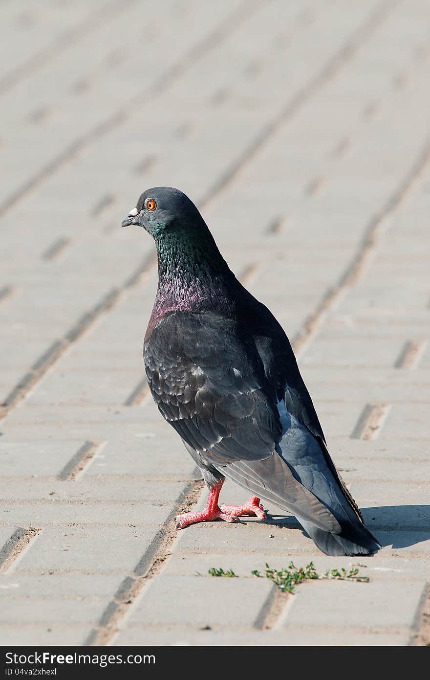 A lonely pigeon standing on a claw in paved street