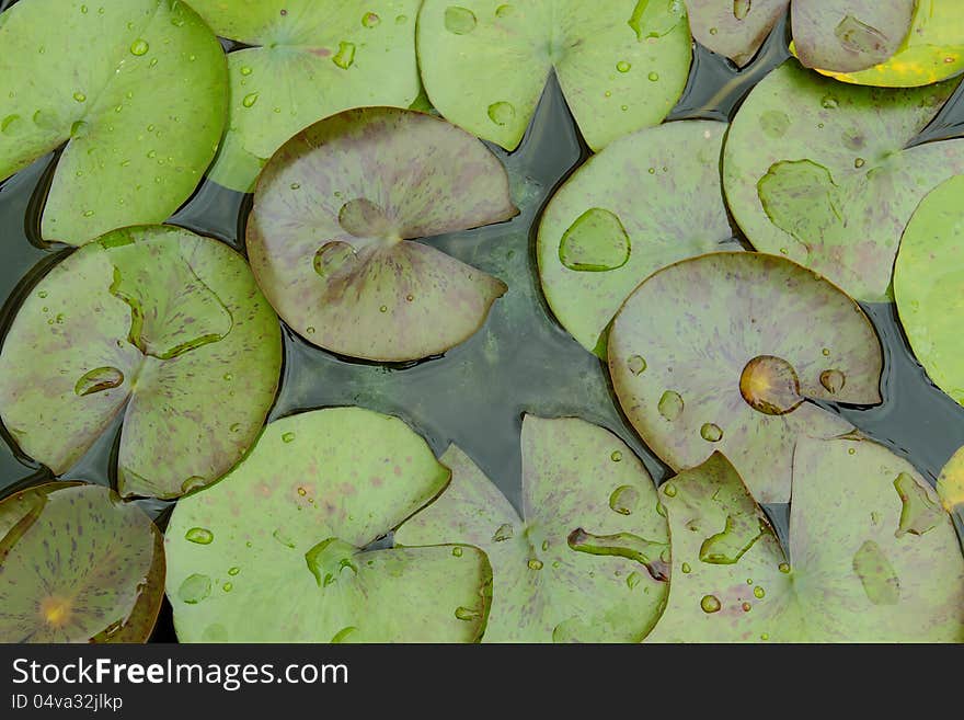 Lotus leaf and drops in pond.