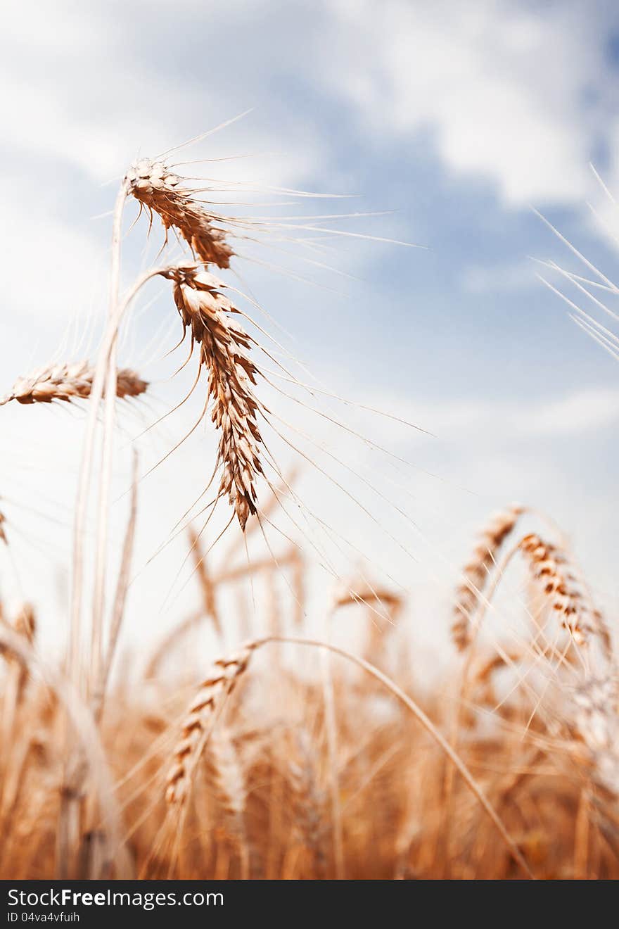 Golden Wheat Ear On A Blue Sky