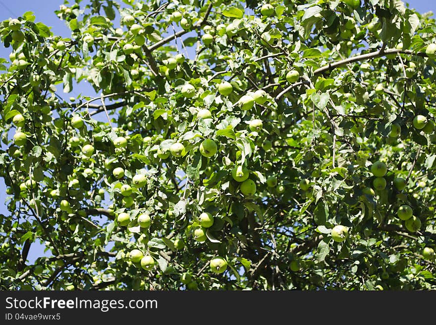 Green apples on the tree. Green apples on the tree