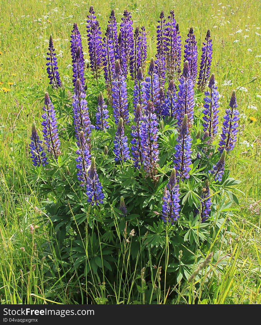 Lupin (Lupinus polyphyllus) blossom in the meadow. Lupin (Lupinus polyphyllus) blossom in the meadow