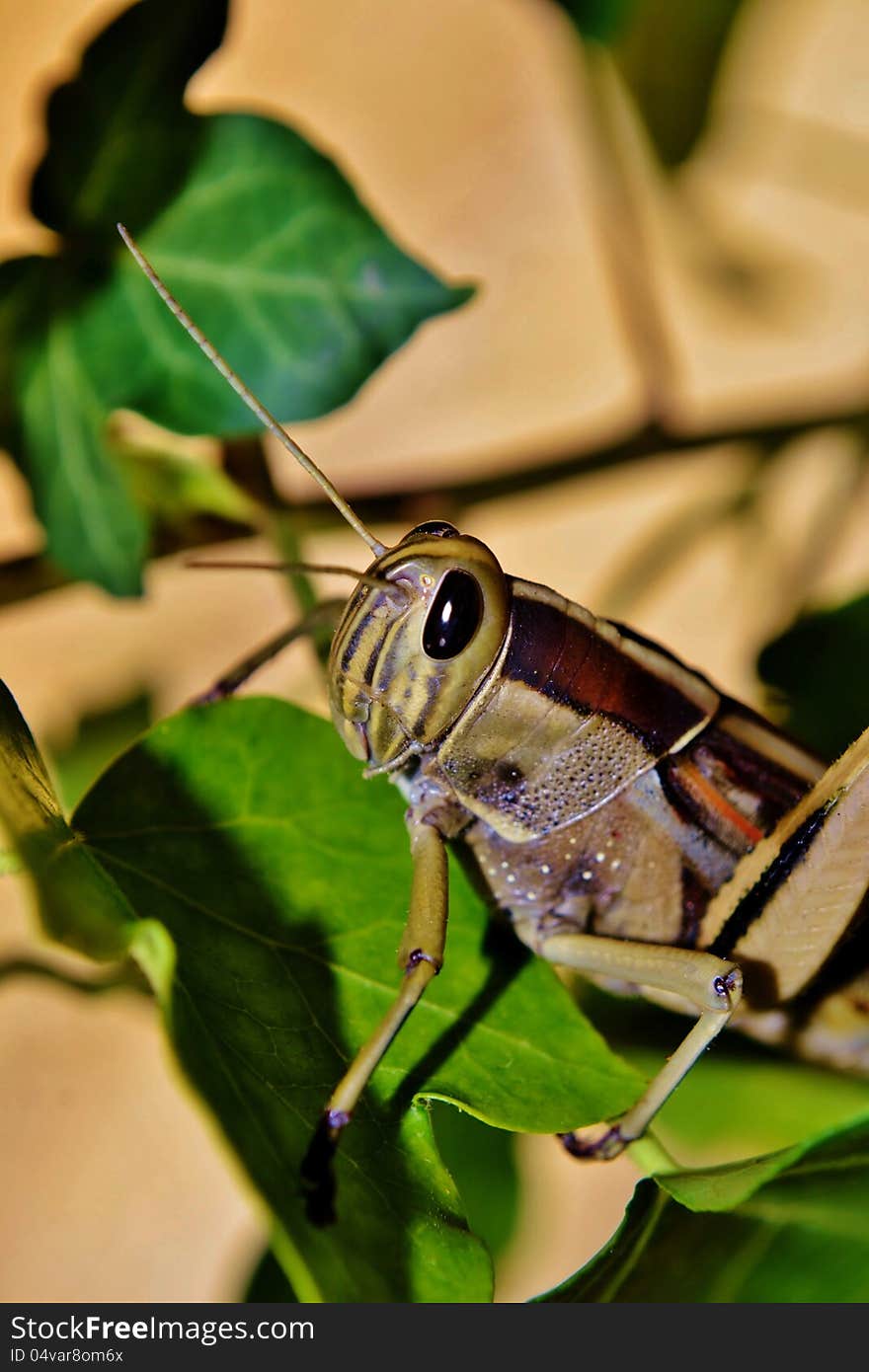 Close up of big brown Locust on ivy. Close up of big brown Locust on ivy