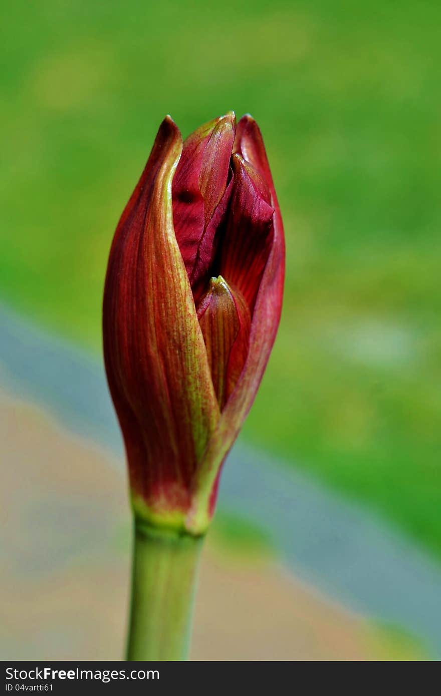 Amaryllis flower bud