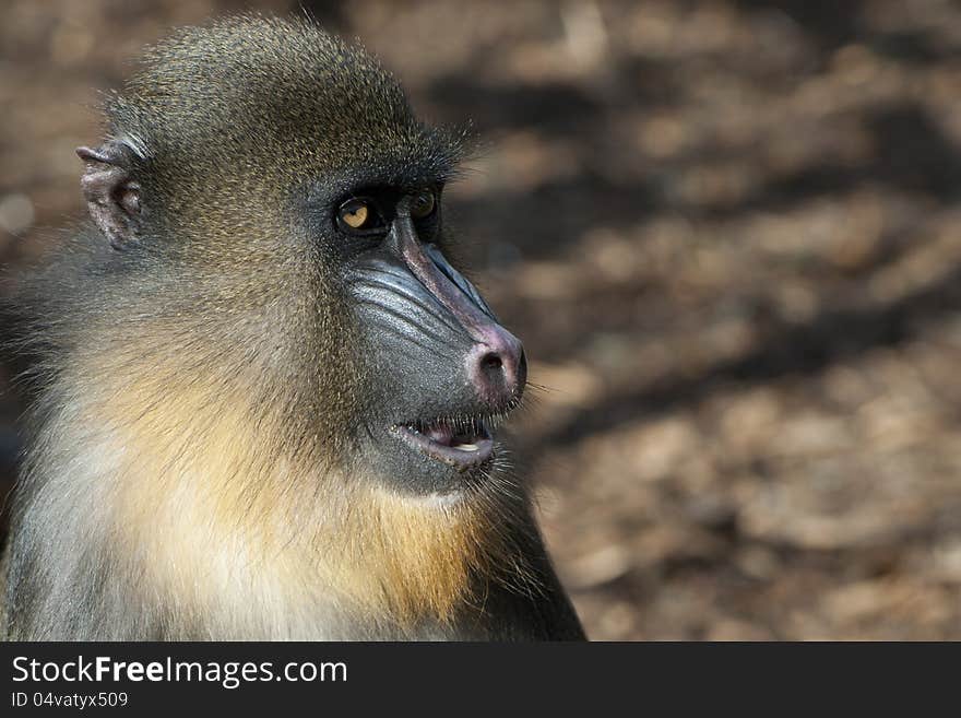 Mandrillus sphinx at the zoo