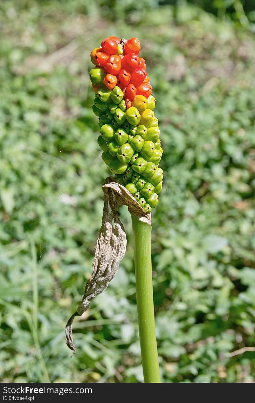 Fruit of wild calla